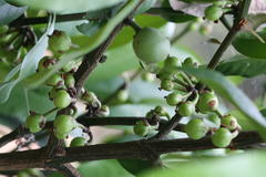 Garcinia xanthochymus